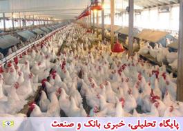دولت مرغ را 2 هزار تومان زیر قیمت تمام شده می‌خرد