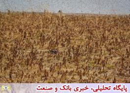 مبارزه غلط کشورهای منطقه با ملخ صحرایی چالشی برای ایران شد