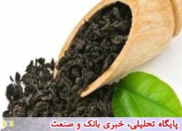 واردات چای هند به ایران سه برابر شد