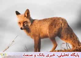 روباه و شغال عامل بروز بیماری هاری در تهران