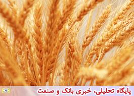 ایران در تولید بذر گندم خودکفا است