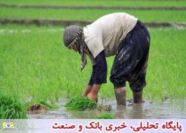 افزایش 40 درصدی کشت دوباره برنج در مازندران
