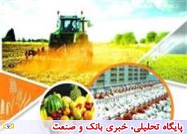 تولیدات بخش کشاورزی 24 درصد رشد کرد