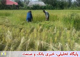 قیمت برنج در تهران باید حداکثر 23 هزارتومان باشد