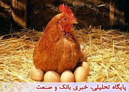 قیمت مرغ از 20 هزار تومان گذشت/نرخ تخم مرغ کاهش یافت