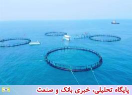 حمایت 100میلیاردی بانک کشاورزی از راه اندازی پرورش ماهی در قفس در پایتخت انرژی ایران