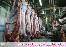 قیمت خرید تضمینی گوشت دام سنیگن 27 هزار تومان تعیین شد