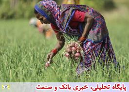سرمایه‌گذاری 40 میلیارد دلاری هند در کشاورزی برای تقویت اقتصاد