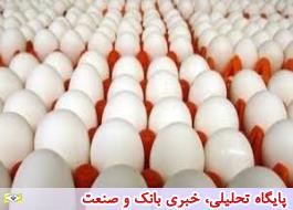 25 درصد تخم‌مرغ مصرفی در صنایع غذایی پاستوریزه است