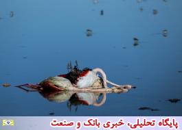 تلفات 5200 پرنده مهاجر در گلستان