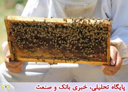 امسال 112 هزار تن عسل در کشور تولید می شود