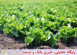 مزارع کشت سبزی جنوب تهران بهترین مکان تولید سوخت‌های زیستی است