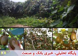 ارزآوری 82 میلیون دلاری صادرات کیوی ایران