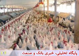 کاهش 3500 تومانی تعرفه صادرات گوشت مرغ