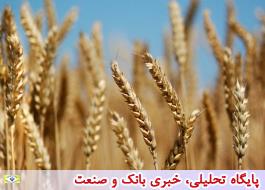 پیش بینی تولید 14 میلیون تن گندم با بارش های بهاره