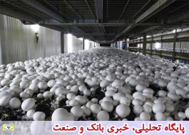 افتتاح طرح تولید قارچ خوراکی در تنگستان بوشهر با حمایت 14 میلیارد ریالی بانک کشاورزی