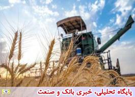 سن زدگی گندم تولیدی استان تهران صفر بوده است
