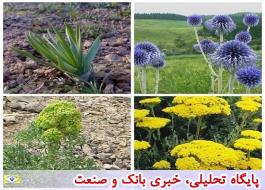 راه اندازی سامانه جامع بازار گیاهان دارویی ایران
