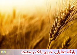خرید 1.5 میلیون تن گندم/روزهای خوب خرید در پیش است