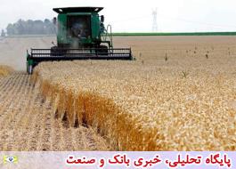 پیش بینی خرید 10.5 میلیوتن گندم در سال زراعی جاری