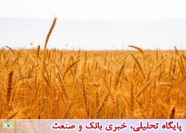 خرید گندم در کشور مرز 2 میلیون تن را پشت سر گذاشت