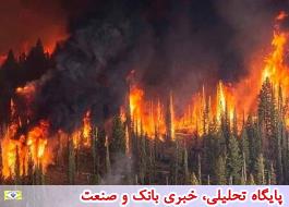 روشن کردن آتش؛ عامل 6 آتش سوزی اخیر در جنگل های کشور