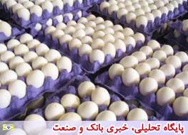 عرضه نامحدود تخم مرغ در میادین با قیمت 18 هزار و 900 تومان