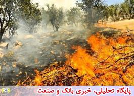مهار 800 آتش سوزی در عرصه های طبیعی کشور