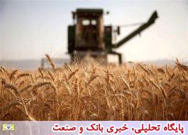 خرید تضمینی بیش از 2 میلیون تن گندم توسط شبکه تعاونی های روستایی