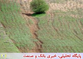 بهره برداری از حدود 17 هزار هکتار باغ در اراضی شیب دار 27 استان
