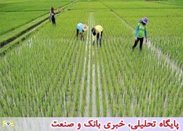 پیش بینی برداشت حداقل دو میلیون و 400 هزار تن برنج داخلی