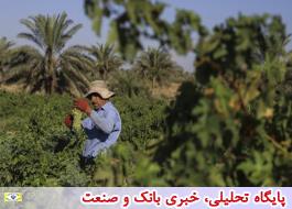 نوسازی 600 هزار هکتار از باغات در دولت تدبیر و امید
