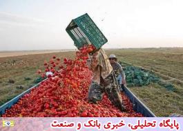 قیمت خرید حمایتی سیب صنعتی و گوجه فرنگی تعیین شد