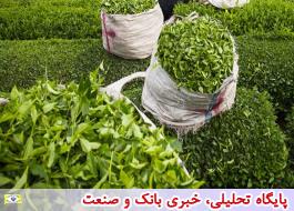 پیش بینی سازمان چای برداشت 130 هزار تن برگ سبز