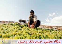 برداشت انگور و استحصال کشمش در روستای توسک مانیزان ملایر