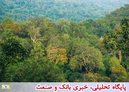 18 راهبرد مدیریتی برای اجرای پروژه های جنگل  تدوین شد