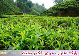 برداشت 117 هزار تن برگ سبز چای در سال جاری