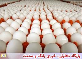 تخم مرغ به میزان کافی در کشور تولید می شود