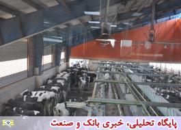حمایت 50 میلیارد ریالی بانک کشاورزی استان قزوین از طرح توسعه واحد گاوداری شیری