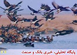 عبور پر خطر پرندگان مهاجر جهان از فراز ایران