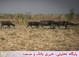مرگ تالاب هاجلوی چشم مسئولان/ غارت آب و ادعای وزارت نیرو