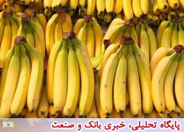 واردات غیرمجاز 147 هزار تن موز