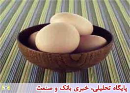 مازاد روزانه200 تا 300 تن تخم مرغ در کشور
