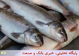 از آزادسازی صادرات دام زنده تا مرگ 8 هزار تن ماهی