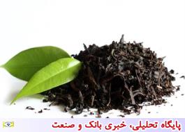 صادرات چای ایرانی، عامل بقای این صنعت است