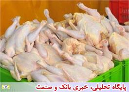 پتانسیل صادرات یک  میلیون تن مرغ در کشور وجود دارد