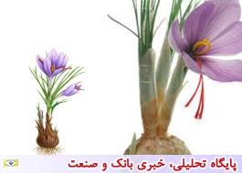قاچاق پیاز زعفران ایران به چین و افغانستان تهدیدی جدی برای زعفران ایران