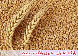 قیمت بذر گندم گواهی شده تا 8 درصد کاهش یافت