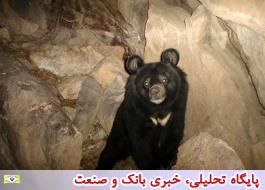 نصب دوربین تله‌ای برای بررسی رفتارهای خرس سیاه در نیکشهر