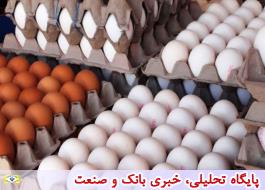 صادرات تخم‌مرغ در ابهام/ضرر 5.6 میلیاردی روزانه صنعت مرغ تخم‌گذار
